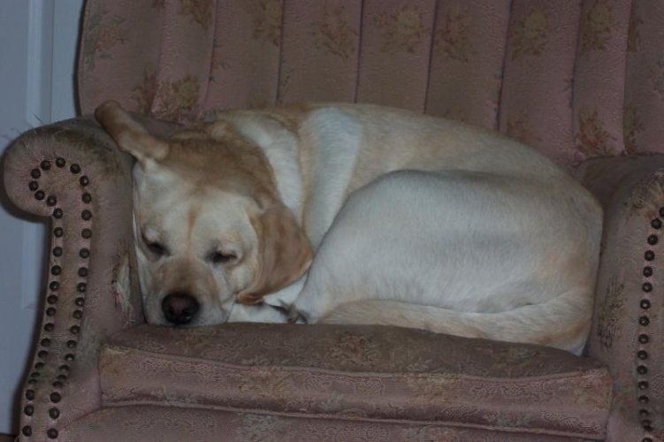Puppies 174.jpg