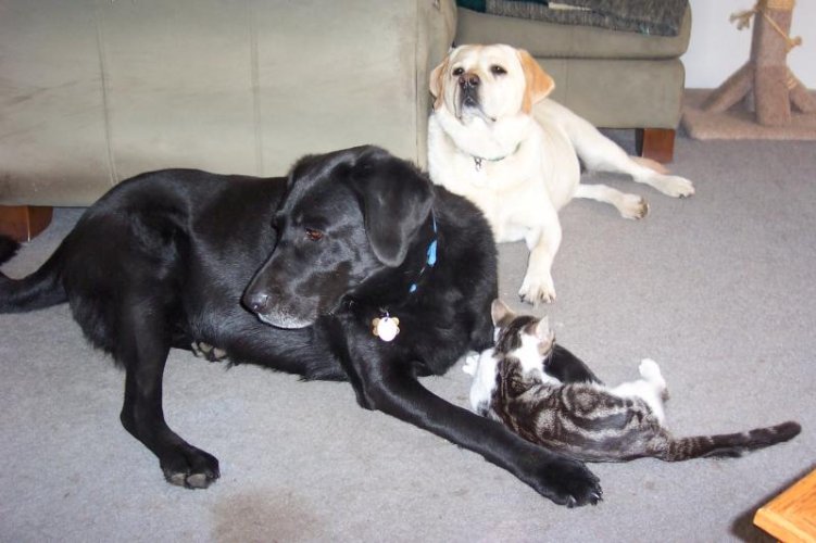 Puppies 188.jpg