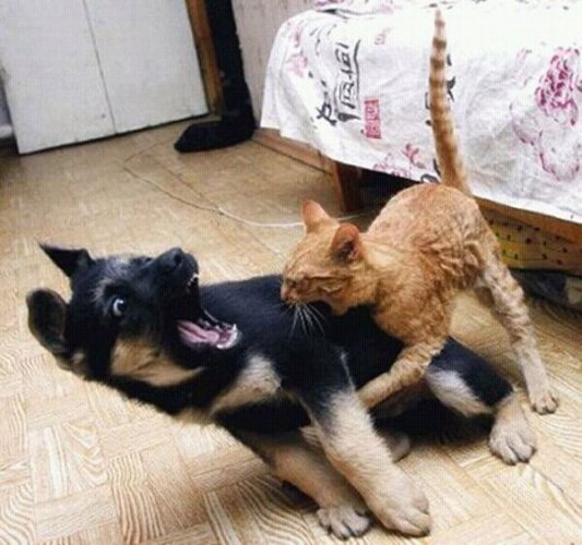 puppy.jpg