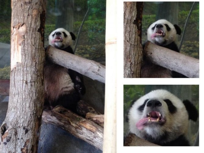 panda bro.jpg