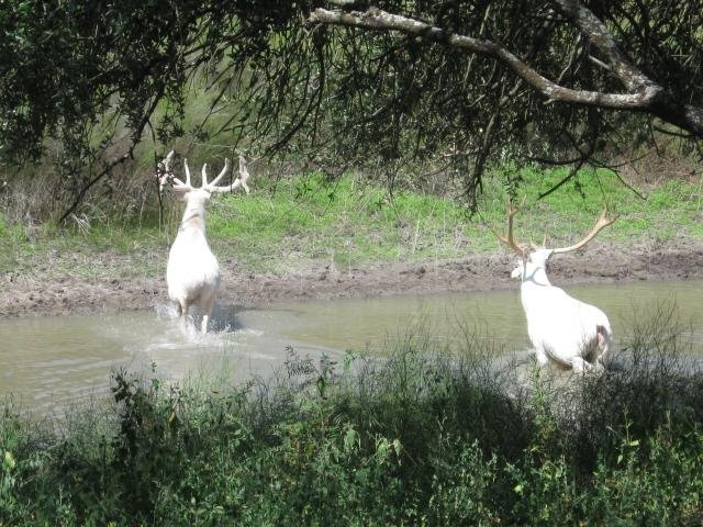 Fw__White_Elk_Pictures_(4) (Small).jpg