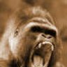 silverback4jack