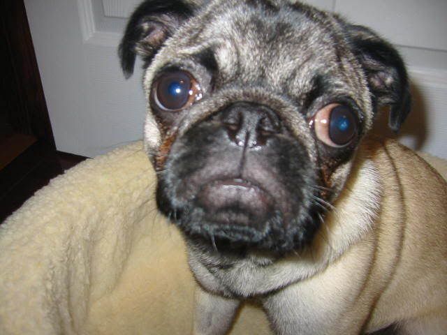 MaxDogzpic.jpg