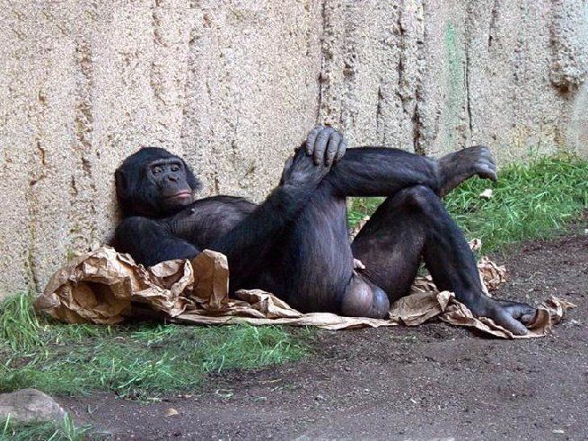 balliemonkey.jpg