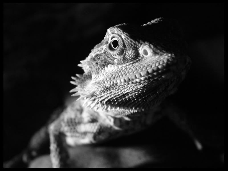 Drayko2bwcropped.jpg
