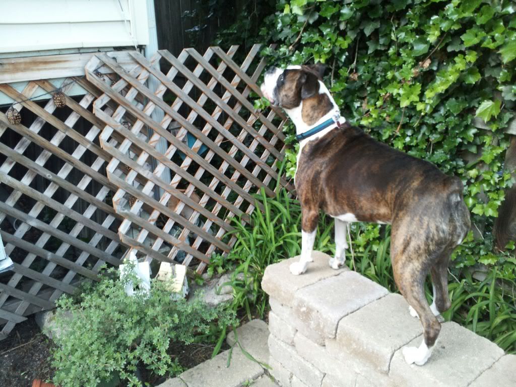 roxy_02.jpg
