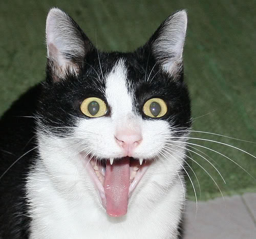ExcitedCat.jpg